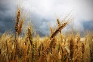 La Argentina tiene potencial para exportar 15,5 millones de toneladas de trigo en el ciclo 2021/2022