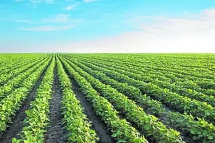 Habrá un aumento de la siembra de soja a expensas del maíz