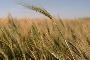 La cebada podría restarle tierras al trigo por ser un cultivo sin restricciones comerciales
