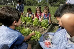 Cuando iniciaron con el proyecto de huerta en el Jardín N°903 María Elena Walsh, a los chicos les llamaba la atención cómo "la semillita que habían plantado se transformaba en una lechuga".