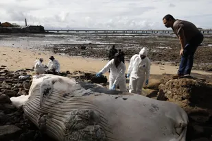 Hallaron una ballena muerta en San Felipe, Panamá