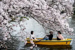 Preocupación: por el cambio climático, los cerezos florecieron más rápido en Japón