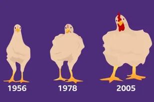 La selección genética ha hecho que los pollos que consumimos actualmente crecieran un 400%, según un estudio de la Universidad de Alberta