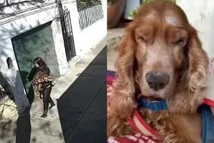 Una mujer abandonó a un perro raza cocker, de 14 años; buscan una familia adoptante