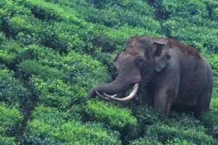 El elefante Padayappa es un héroe local en el estado indio de Kerala