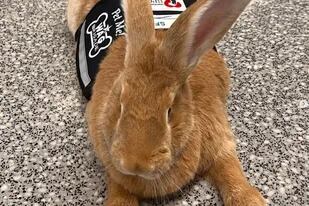 Alex el Grande, el conejo que se sumó a la Wag Brigade del Aeropuerto Internacional de San Francisco
