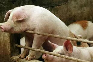 La peste porcina africana provocó una fuerte baja en la producción de China