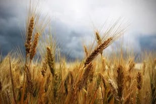 La puja entre la oferta y la demanda llevó los precios del trigo a lo más alto en casi nueve años