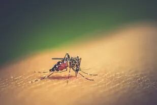 Según las estadísticas, el mosquito es, con mucho, la criatura más mortífera del mundo para los seres humanos