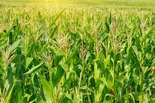 La tecnología en maíz está en constante evolución