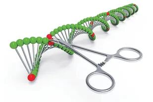 Crispr es una técnica de edición genética que permite "copiar y pegar" sobre partes específicas del ADN