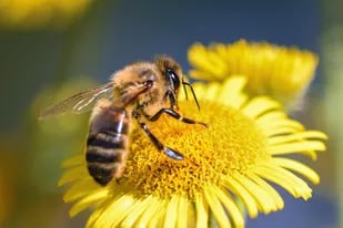 10 lecciones que podemos aprender de las abejas.