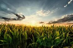 El consumo de fertilizantes en trigo y en maíz caerá más de un 27%