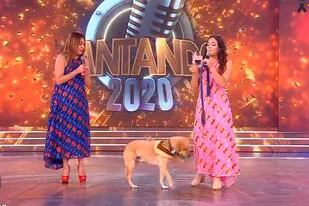 Cantando 2020: Ruso, el perro de Claribel Medina se adueñó del escenario