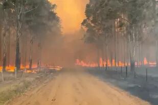 El avance del fuego en una plantación forestal en Virasoro, Corrientes. Captura de video de productores