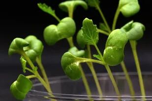 24/06/2022 Las plantas crecen en completa oscuridad en un medio de acetato que reemplaza la fotosíntesis biológica. POLITICA INVESTIGACIÓN Y TECNOLOGÍA MARCUS HARLAND-DUNAWAY/UCR