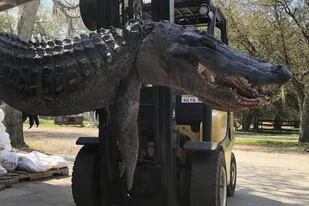 Los empleados de una carnicería en Estados Unidos se llevaron una sorpresa al diseccionar un enorme caimán