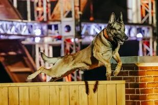 En Top Dogs, los canes deben superar obstáculos inspirados en el entrenamiento de fuerzas de seguridad