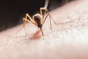 Los mosquitos, tanto machos como hembras, podrían vivir sin picar a otros animales, pero las hembras necesitan la sangre para completar el ciclo reproductivo