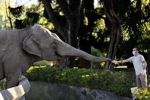 La elefanta Mara con su cuidador en el Ecoparque, antes de su viaje al santuario del Mato Grosso