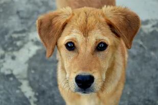 Un catálogo muestra a los perritos en adopción