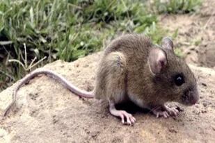 El hantavirus es transmitido por un ratón colilargo y se transmite también de persona a persona.