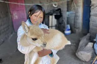 Lourdes Zerpa vive en Chorcán y adoptó una vicuña bebé como mascota