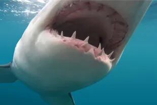 Un tiburón de dos toneladas de peso golpeó y mordió la jaula que albergaba a tres personas durante una excursión submarina
