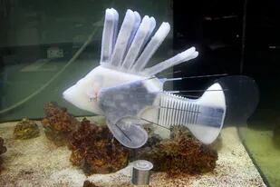 El pez robot creado en la universidad de Cornell almacena su energía en el mismo fluido que recorre toda la máquina