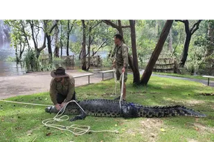Un cocodrilo gigante de más de tres metros de longitud deambulaba por un parque de Australia