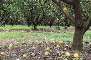 En Misiones, el productor citrícola Ricardo Ranger dejó perder toda su cosecha de limones porque no consiguió mano de obra para la recolección