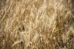 El trigo, frente a nuevos desafíos