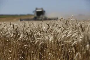 Será clave la comercialización del trigo de esta campaña para las decisiones que se tomen en la próxima