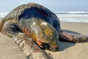 Los expertos aseguraron que la tortuga había muerto mucho tiempo antes de llegar a la costa