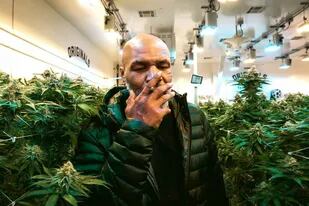 Tyson en su plantación de cannabis en California