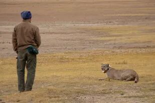 Los biólogos buscan tener encuentros diarios con los pumas para ir habituándolos a la presencia humana