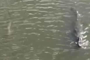 Durante varios metros un tiburón y un caimán nadaron juntos - Fuente: captura Facebook