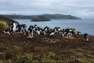 Pingüinos de penacho amarillo, una de las especies que habitan la Isla de los Estados