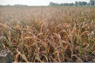 Un maíz afectado por la sequía en la zona de Cruz Alta, Córdoba. Foto de @PabloVeguillas