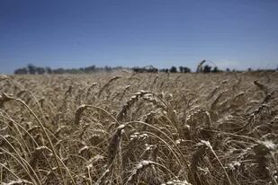El trigo, frente a una campaña promisoria