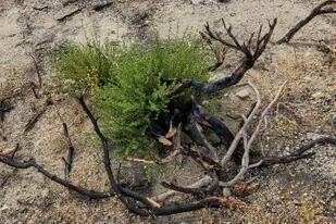 Un año después de que un incendio avivado por el viento calcinara las montañas sobre Lone Pine, California, se pueden ver destellos de nueva vegetación en un rincón quemado del Bosque Nacional Inyo el miércoles 27 de julio de 2022.   (AP Foto/Michael Blood)