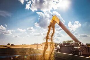 Tras la abundante venta de soja, los productores tienen menos necesidades de negociar el trigo de la nueva cosecha