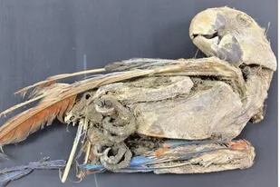 Guacamayo escarlata momificado recuperado de Pica 8 en el norte de Chile