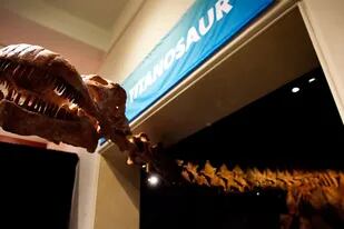 El titanosaurio hallado en la Patagonia, exhibido en Nueva York