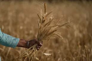 Este 14 de agosto, entre otras efemérides, se celebra el Día del Cerealista, en conmemoración del primer embarque de trigo al extranjero