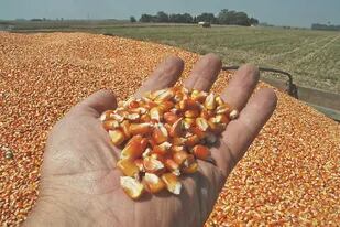 En maíz ya se declararon ventas al exterior por 14,6 millones de toneladas de la campaña 19/20, contra 4,6 millones del ciclo agrícola pasado