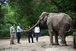 La elefanta Pelusa lucha por su vida en el zoo de La Plata
