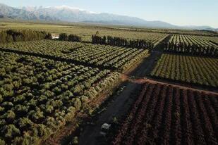 En Vichigasta, La Rioja, Valle de la Puerta invertirá $60 millones para fabricar pellets para calefacción o industria con residuos de olivares