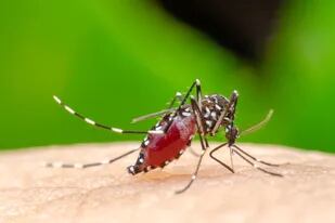Un mosquito Aedes Aegypti, vector de transmisión del dengue y la fiebre chikungunya