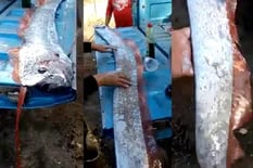 Hallaron en el mar de México un extraño pez remo que se deja ver poco y que “predice” lo peor